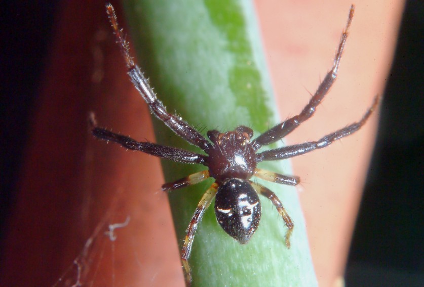 Bombo (sano!) e ragno (Maschio di Sinema globosum)